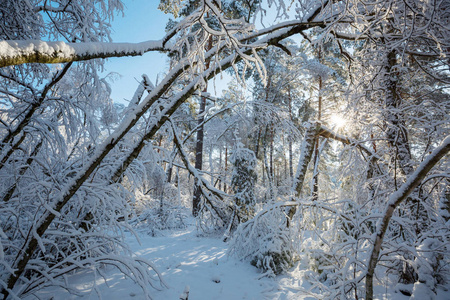 如诗如画的白雪覆盖了冬天的森林