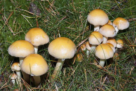 蘑菇牛肝菌在大自然中。 秋天的CEP蘑菇。 蘑菇红菇在其栖息地。 蘑菇牛肝菌在自然背景上关闭。 熟食厨师。 美食