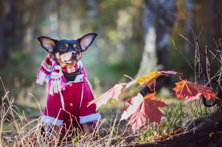 狗，玩具猎犬，穿着毛衣的时髦小狗，在深秋的背景下穿着羊皮大衣。 狗的衣服。