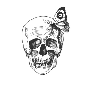 一个头骨的矢量插图，坐在它的蝴蝶。 老式手绘雕刻单色风格。