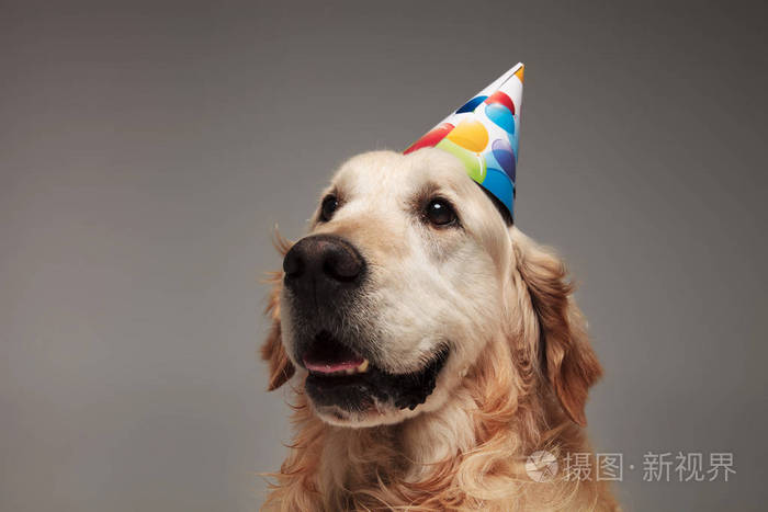 戴着五颜六色的生日帽的可爱拉布拉多犬的头站在灰色的背景上看着一边