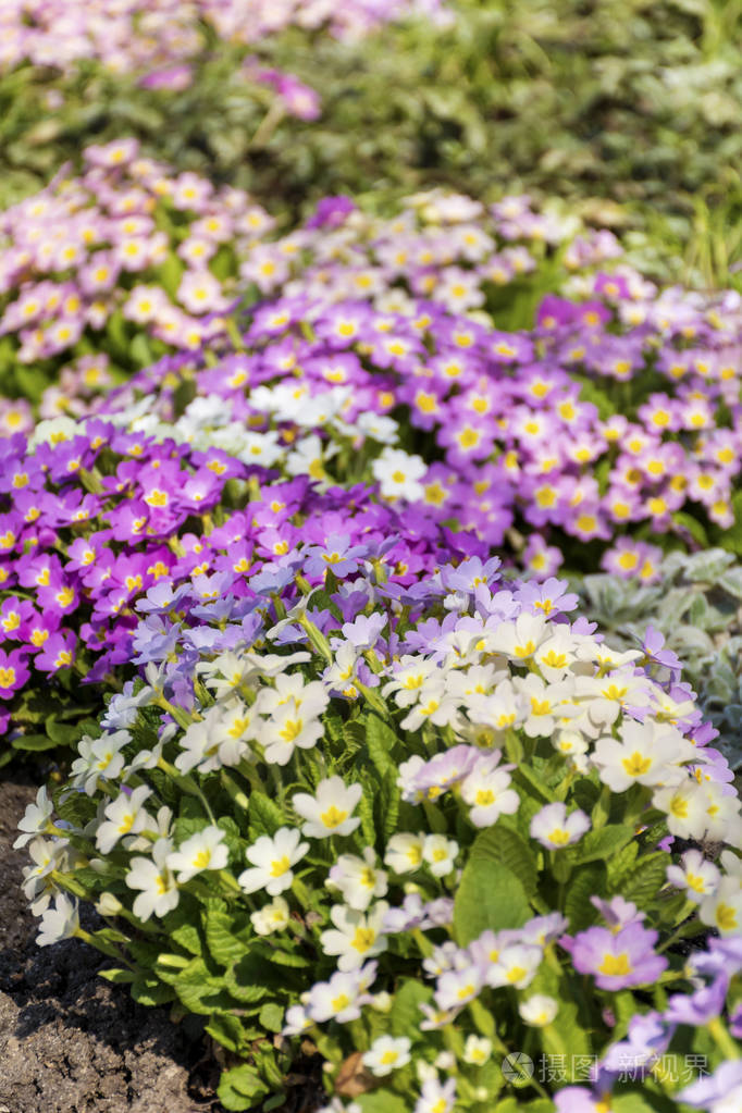 春天花园里美丽的原始花