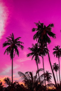 美丽的户外景观，热带自然和剪影椰子棕榈树在天空日落时，老式过滤器。