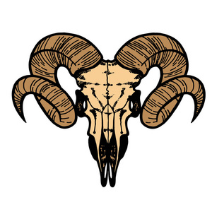 一只绵羊的头骨.角轮廓.矢量插画艺术照片