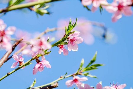 春天桃花图片