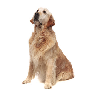 可爱而悲伤的金毛猎犬坐在白色的背景下仰视着侧面照片