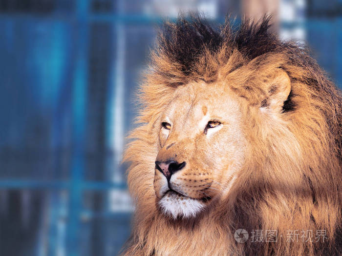 狮子特写眼睛聪明