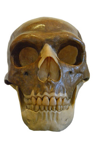 forumen尼安德特人的头骨,正面的视野显示出明显的大轨道,鼻分离和