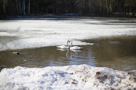 两只天鹅在冰冻的湖面上, 相爱, 一起