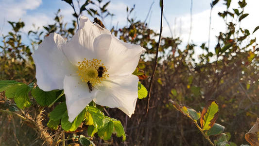 玫瑰花秋的微笑 一朵美丽的粉红色花在满是水果的灌木上 雅格里岛照片 正版商用图片138qzo 摄图新视界