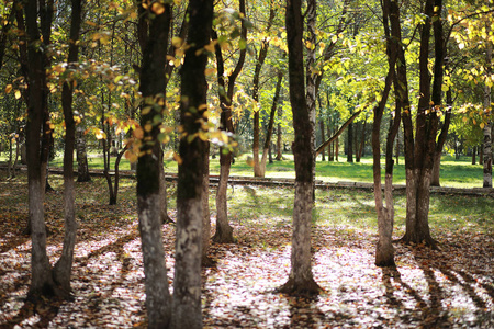 秋季背景在公园
