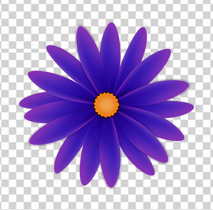 透明背景下紫罗兰色的简单花朵图片