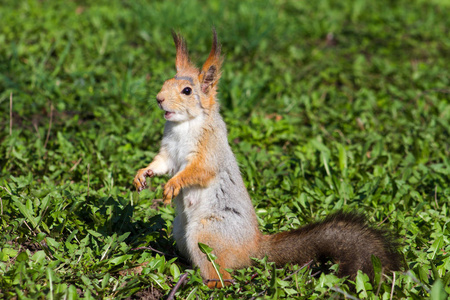 棕色的松鼠张开嘴巴，站在绿草上的后腿上