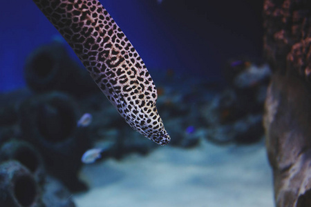 五颜六色的水族馆，海藻和珊瑚在深蓝色的水中的海洋中心。