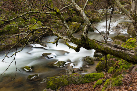 冬季保加利亚德文斯卡河溪流中长满苔藓的树木和岩石