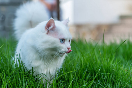 可爱的白色小猫在草地上看。