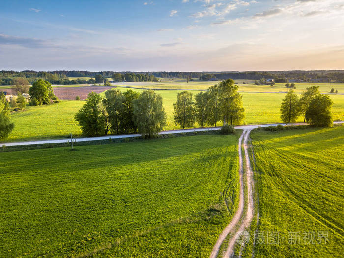 树木在五颜六色的早春在乡村村庄周围的蒲公英田野蓝色的天空背景是云