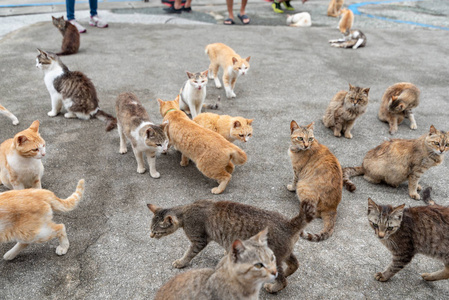 日本娥眉县子市，岛上有许多猫