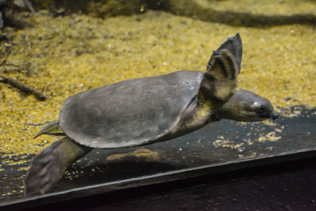 一只小乌龟在水族馆里游泳。 伦敦。