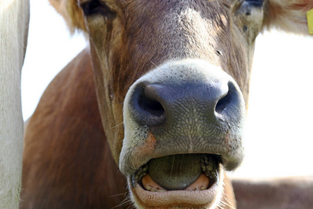 一头小母牛的脸鼻子和张嘴照片