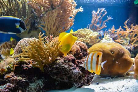 小鱼在蓝色背景上的水族馆里游泳，背景是藻类。 伦敦。