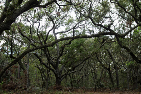茂盛的热带树林，有丰富的西班牙苔藓，在美国佛罗里达州的塔尔博特岛州立公园，悬垂着活橡树的枝条