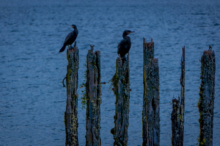 美丽的户外景色 llanquihue 湖在海滩 Maiten 与一些鸟, cormoran 摆在树干在水位于 Octay 口岸在