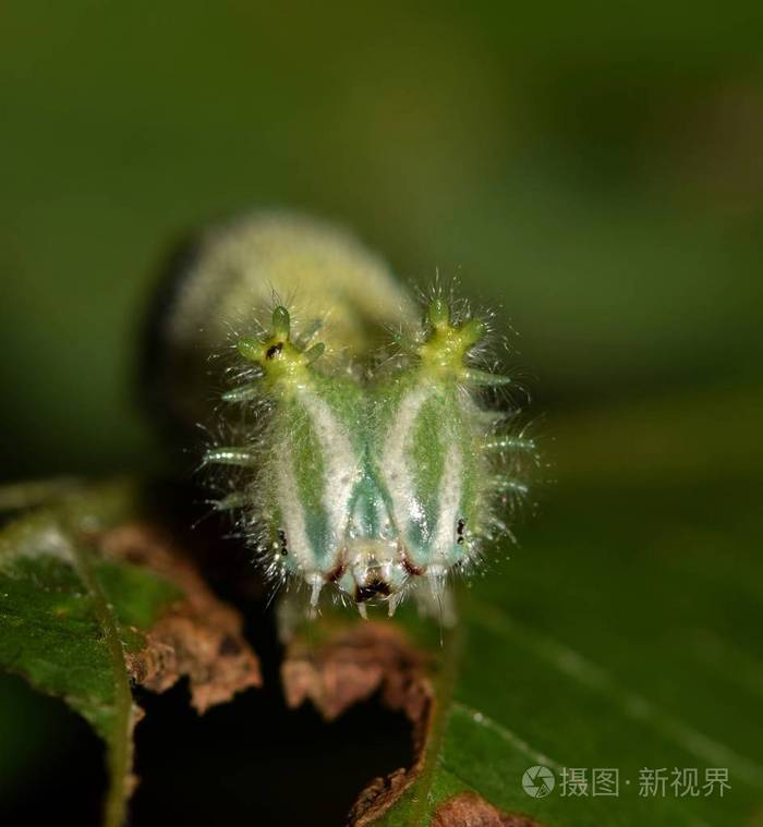 一只饥饿的tawny皇帝毛毛虫(asterocamaclyton)在晚上吃一些叶子,从