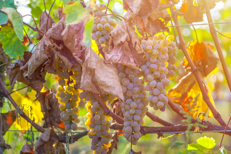 金熟葡萄的rkatsiteli在葡萄园前收获佐治亚州的Kakheti。