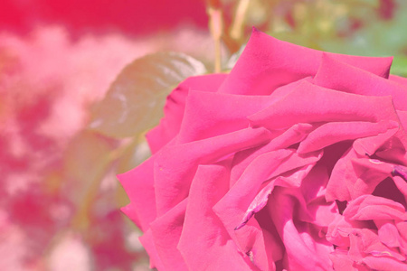 五颜六色的背景。 玫瑰花束背景。 花卉成分色调