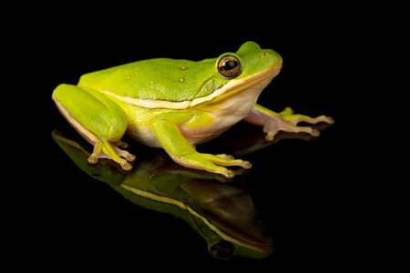 一张绿色树蛙的照片，在反光的黑色背景下拍摄。