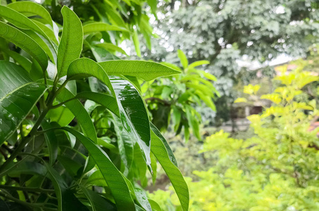 芒果树或芒果树的绿叶。 暴风雨中，大自然笼罩着水滴。
