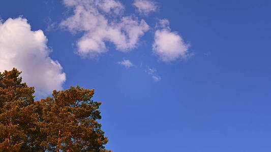 天空中的松树顶和云