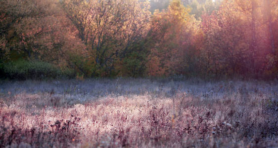 秋天的秋色，清晨有树木，有淡淡的薄雾