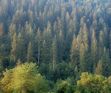 喀尔巴阡山山山坡上的森林景观, 西乌克兰。冷杉, 松树和落叶松在山上。乌克兰野生自然背景。夏天喀尔巴阡山, 背景模糊