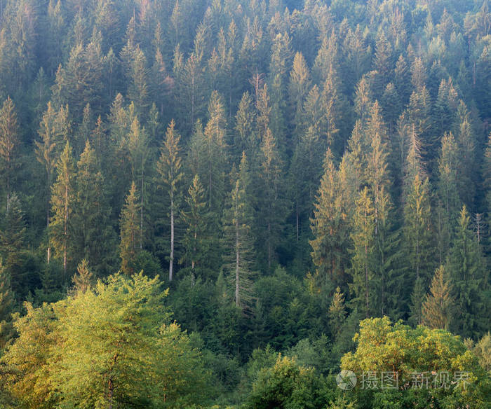 冷杉, 松树和落叶松在山上.乌克兰野生自然背景.