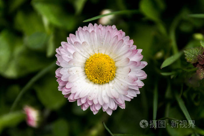 有勃艮第瓣的白色花野花