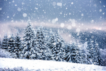 仙女冬季景观与杉树和降雪。 圣诞祝福概念