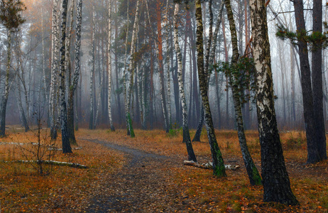 在秋天的森林里散步。 秋天的心情。 秋天的颜色。 忧郁。