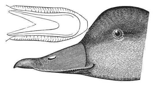黑色剪刀是一种大型海鸭复古线绘图或雕刻插图。