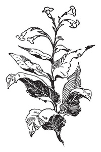 它显示了一种烟草植物，来自美洲土著人的复古线条绘制或雕刻插图。