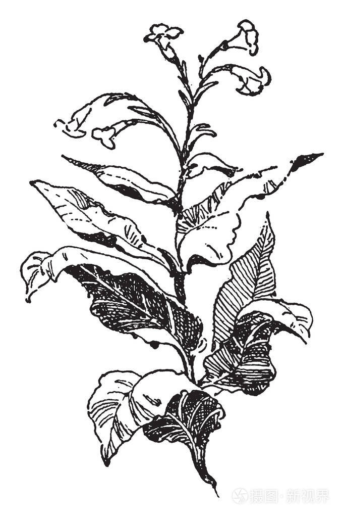 它显示了一种烟草植物来自美洲土著人的复古线条绘制或雕刻插图