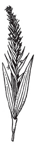 哈贝菌通常被称为沼泽兰，是一个远距离的兰花属在亚属兰。 除了南极洲的复古线条绘制或雕刻插图外，每个大陆都有大约800，1000种