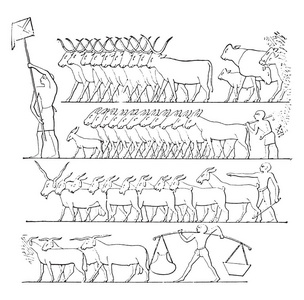 代表牛的老式雕刻插图图片