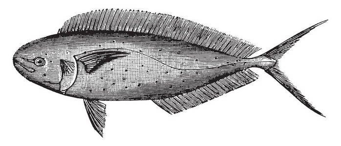 香是一个鱼的属，复古线绘图或雕刻插图。