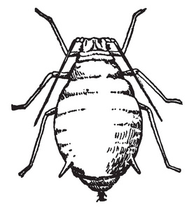 植物虱子，其大小从1至10毫米长的复古线绘图或雕刻插图。