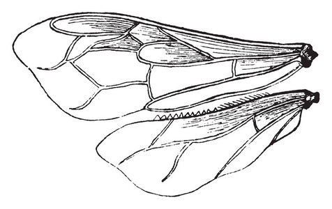 蜜蜂的翅膀图片-蜜蜂的翅膀素材-蜜蜂的翅膀插画-摄图新视界