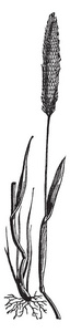 这是一种牛尾草，叶子是扁平的，锋利的，茎长而薄，花长在上面，草根是短而薄的复古线绘图或雕刻插图。