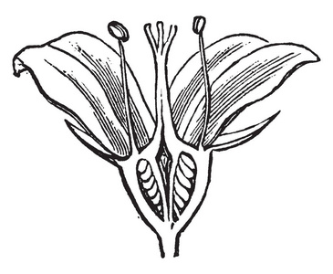 显示英国茱萸的图像。 费城冠状动脉是它的共同名称。 在这幅图像中，雄蕊和花瓣生长在子房顶部，复古线绘制或雕刻插图。