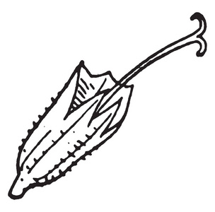 夏枯草插画-夏枯草手绘-夏枯草卡通图-摄图新视界